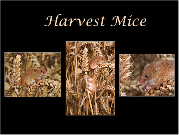 Harvest Mice